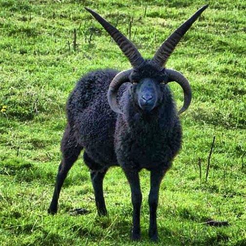most-black-metal-goat-ever.jpg